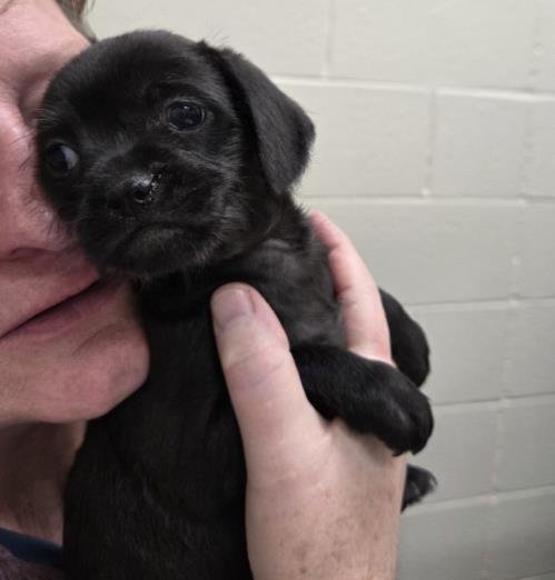 *ARCHIE - Chihuahua available for adoption