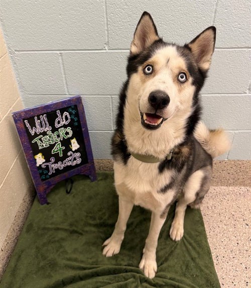 LOBO - Siberian Husky available for adoption