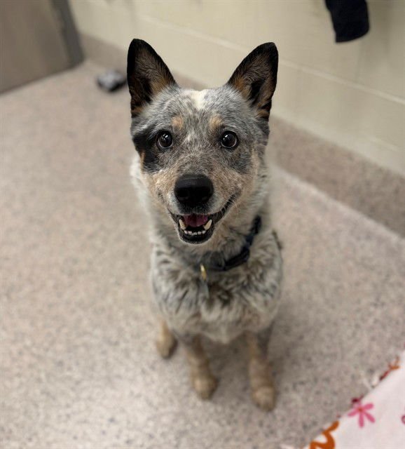 *SEBASTIAN - Australian Cattle Dog/Blue Heeler available for adoption