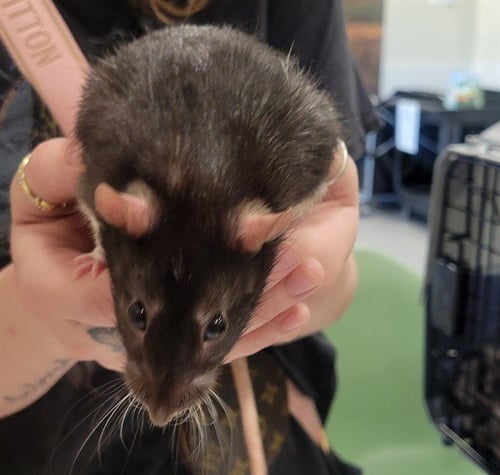 MARSHMALLOW - Rat available for adoption