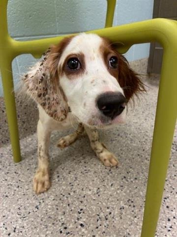 *CRANBERRY - English Setter available for adoption