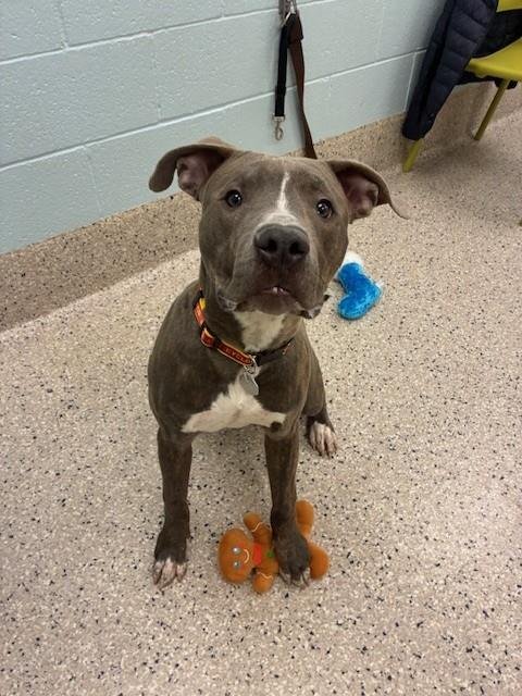 *BABA GANOUSH - Pit Bull Terrier available for adoption