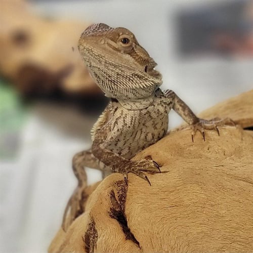 *BEETHOVEN - Lizard available for adoption