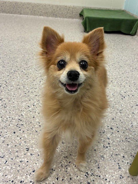 *YENNEFER - Pomeranian / Chihuahua available for adoption