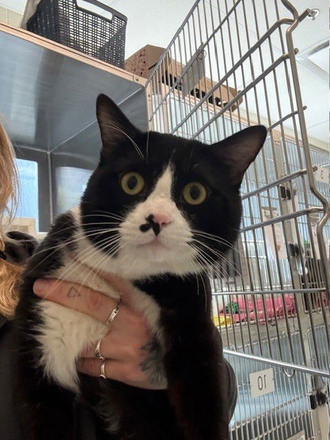 *SMUDGE - Domestic Short Hair available for adoption