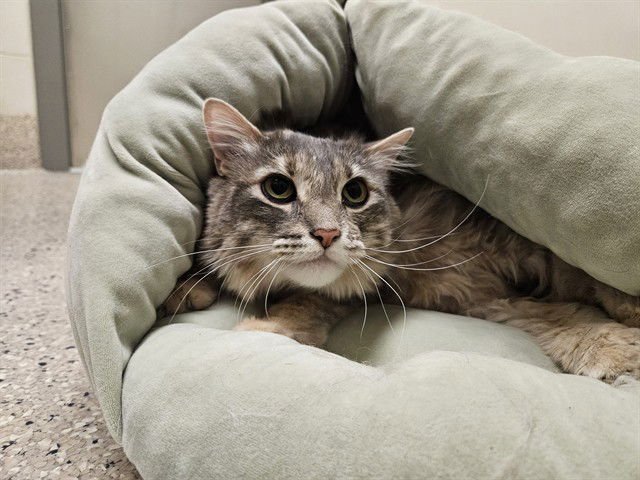 CATIANNA - Domestic Long Hair available for adoption