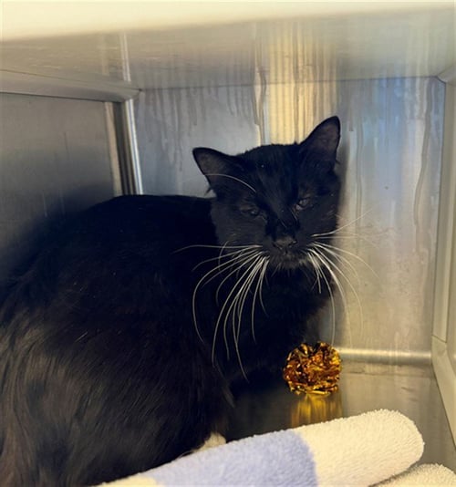 LULU - Domestic Long Hair for adoption in Thornton