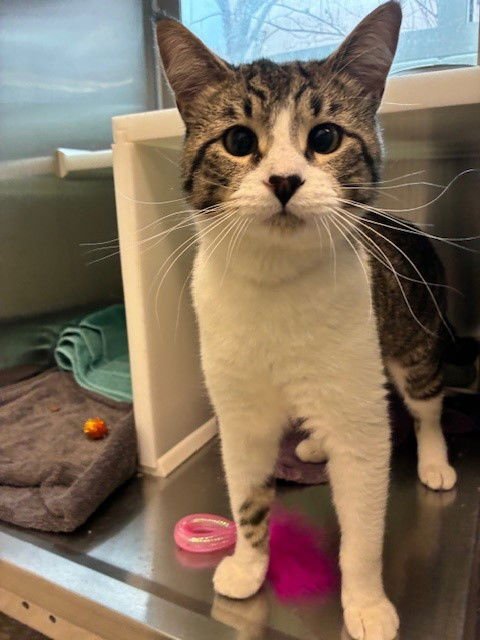 TULIOS - Domestic Short Hair available for adoption