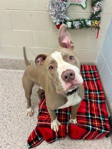 *BRISKET - American Pit Bull Terrier available for adoption