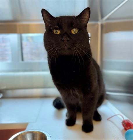 *CAT DAMON - Domestic Short Hair available for adoption