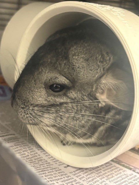 *SOLARA - Chinchilla available for adoption