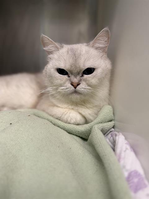 MILA - British Shorthair available for adoption