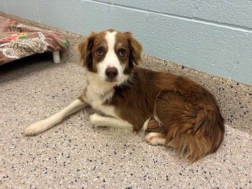 BONNIE - Australian Shepherd available for adoption