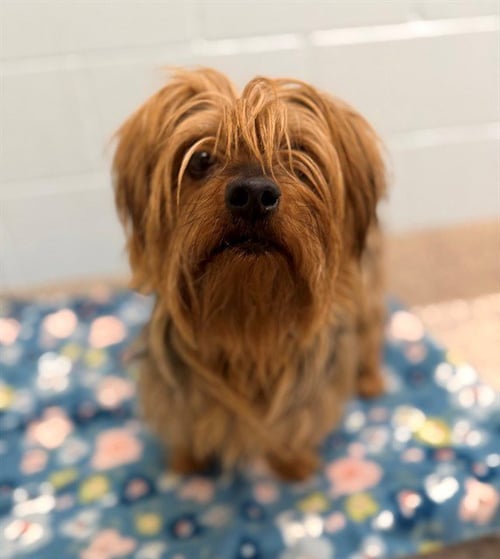 *TITAN - Yorkshire Terrier Yorkie available for adoption