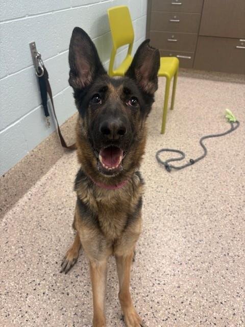 *PINECONE - German Shepherd Dog available for adoption