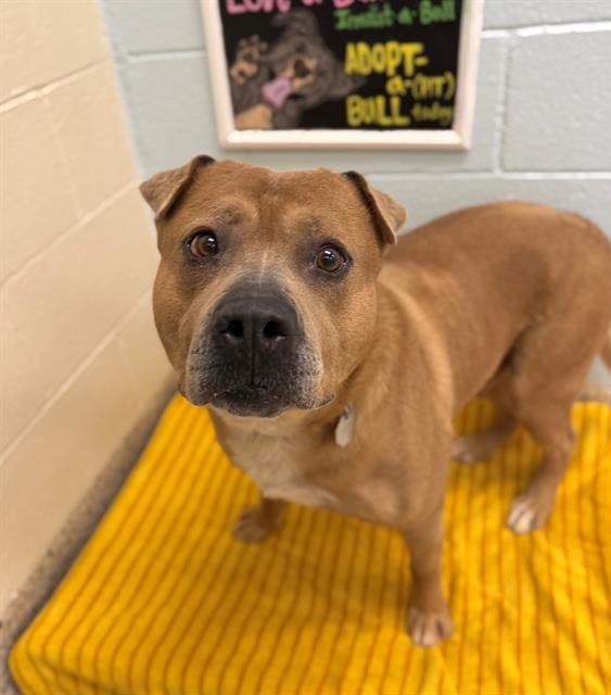 *DUG - Pit Bull Terrier / Labrador Retriever available for adoption