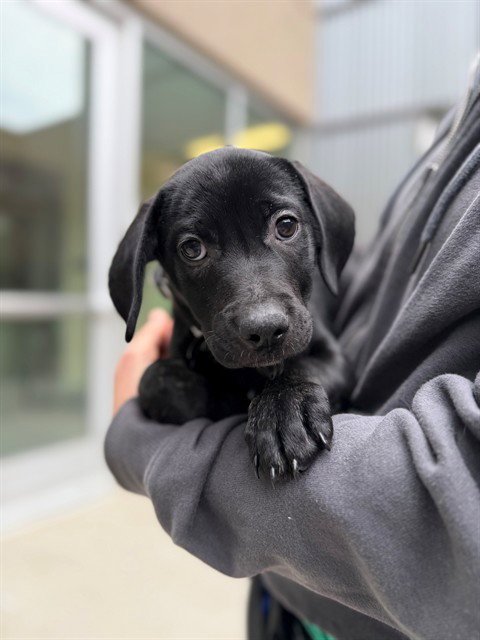 *PINEAPPLE - Labrador Retriever available for adoption