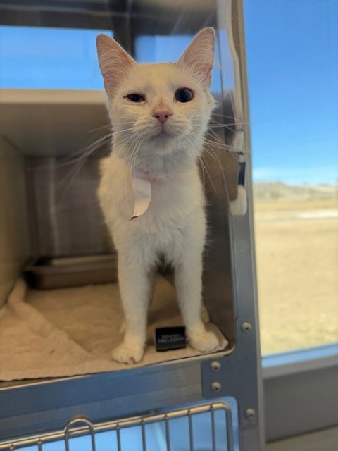 *SISTER ROSETTA - Domestic Medium Hair available for adoption