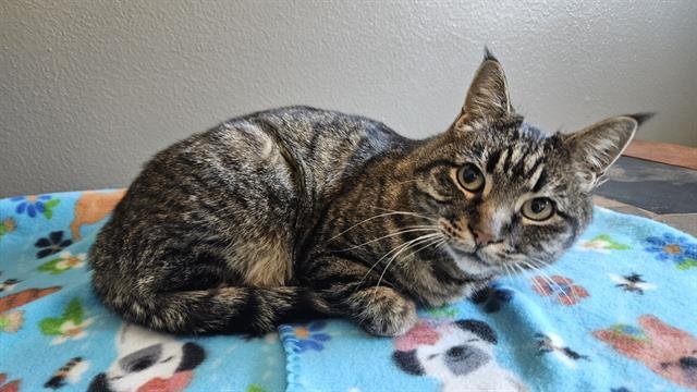 *SAGE - Domestic Short Hair available for adoption