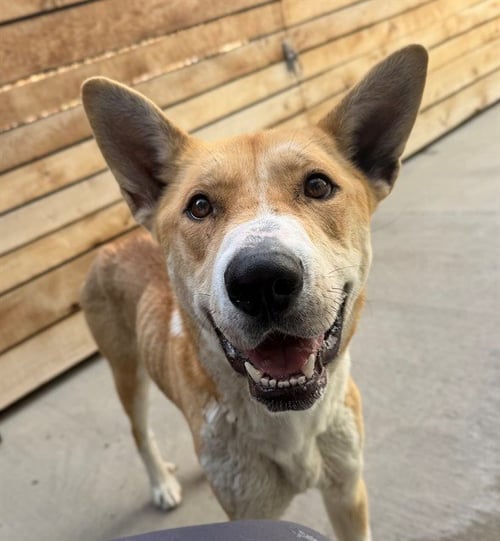 NALA CAKES - German Shepherd Dog available for adoption