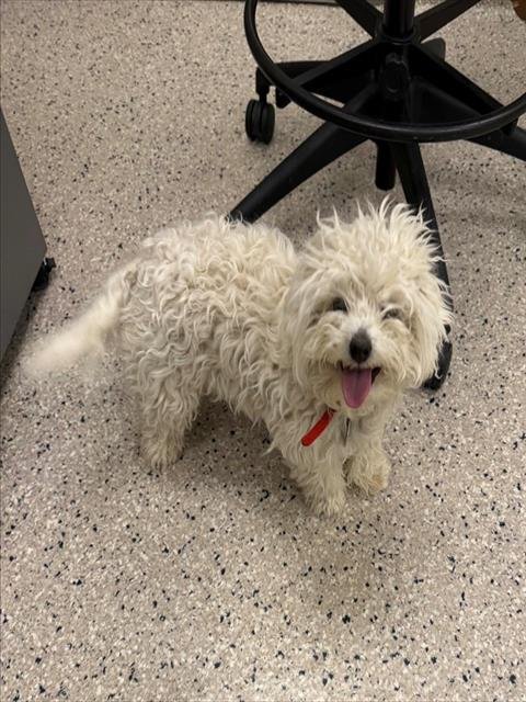 *QUIBBLE - Bichon Frise available for adoption