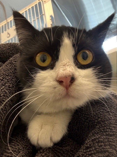 *RAINEY - Domestic Medium Hair available for adoption