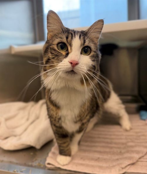 KIMCHI - Domestic Short Hair available for adoption