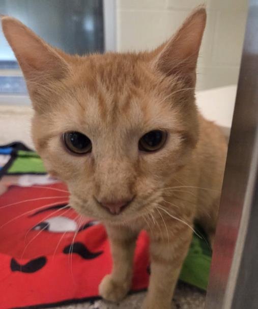 HINATA - Domestic Short Hair available for adoption