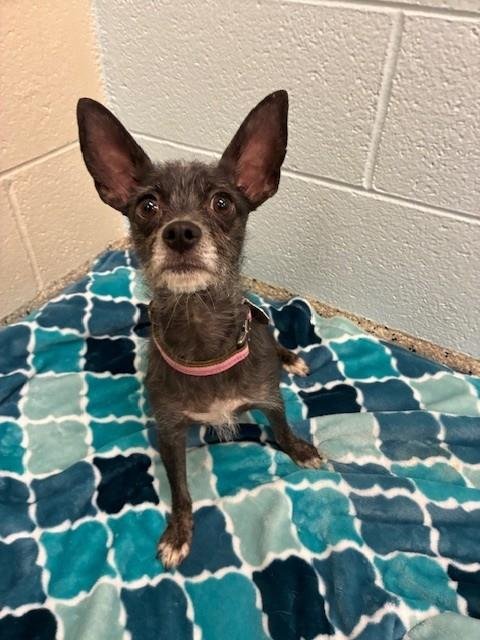 *GUM DROP - Terrier available for adoption