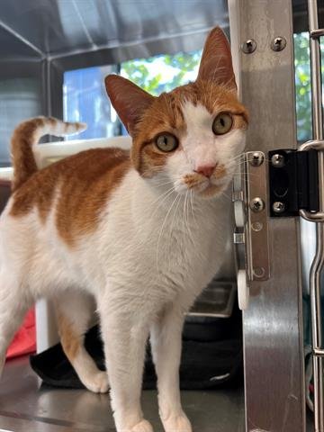 CHARLIE - Domestic Short Hair available for adoption