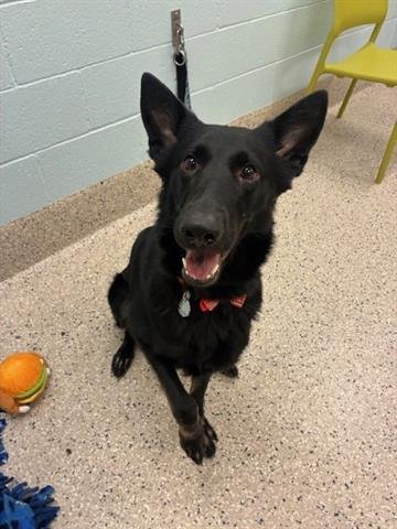ROCKET - German Shepherd Dog available for adoption