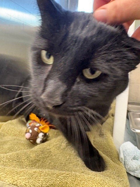 DODGE - Domestic Short Hair available for adoption