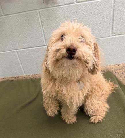 *UZUMAKI - Poodle (Miniature) available for adoption