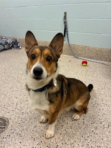 *SNACKS - Cardigan Welsh Corgi available for adoption