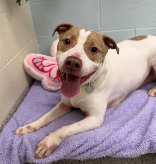 DIESEL - Pit Bull Terrier available for adoption