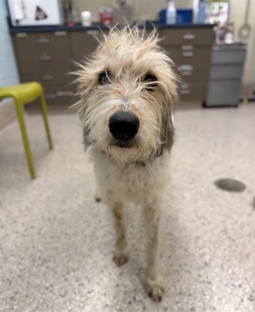 *INDIE - Poodle (Standard) / Bloodhound available for adoption