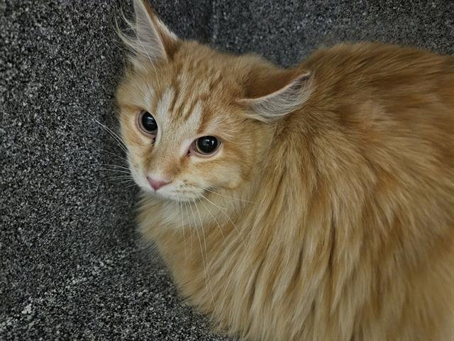*CHEESECAKE - Domestic Medium Hair available for adoption