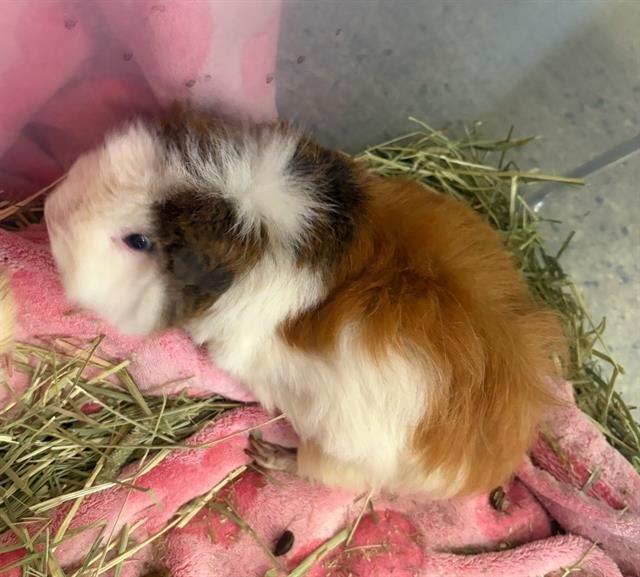 COCO - Guinea Pig available for adoption