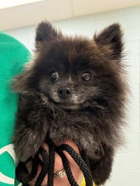 LOKI - Photo 1