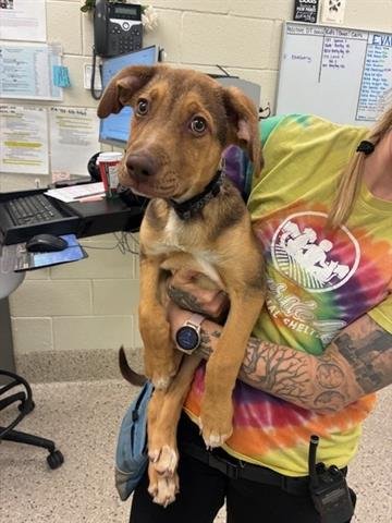 *POBLANO - German Shepherd Dog available for adoption