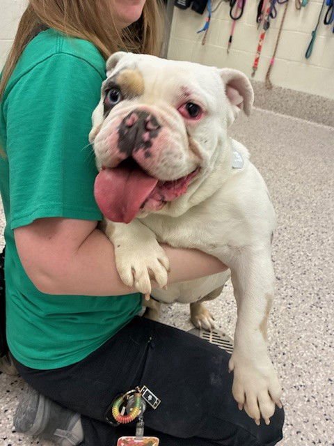 *ANTOINETTE - English Bulldog available for adoption
