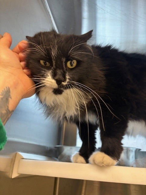 *MINESTRONE - Domestic Long Hair available for adoption