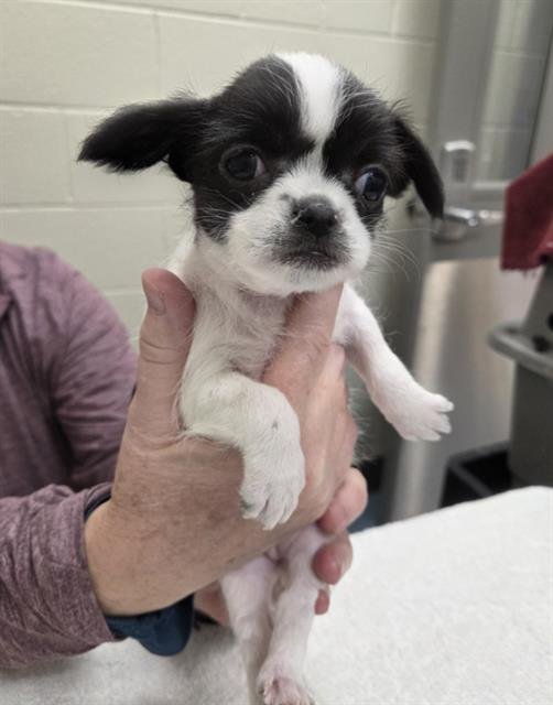 *GOLDIE - Chihuahua available for adoption