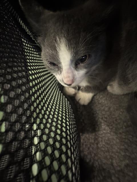 *DEMELZA - Domestic Short Hair available for adoption