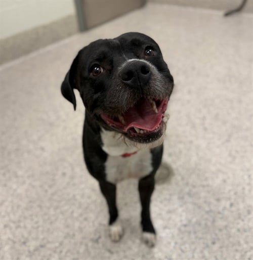 ZEUS - Pit Bull Terrier available for adoption