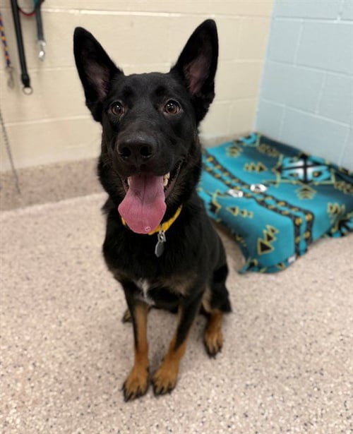 *DARRELL - German Shepherd Dog available for adoption