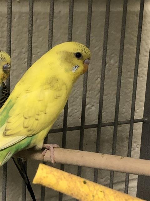 *BLANKIE - Parakeet - Other available for adoption