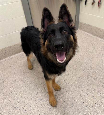 THOR - German Shepherd Dog available for adoption