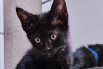 *ABYSS - Domestic Short Hair available for adoption