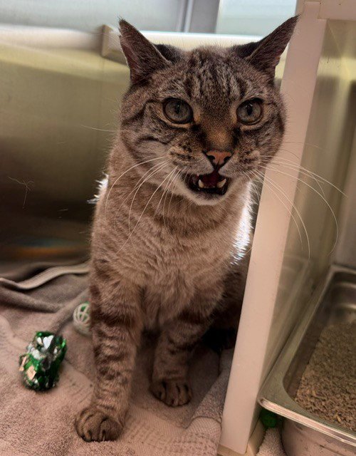 LITTLE KITTY - Domestic Short Hair available for adoption